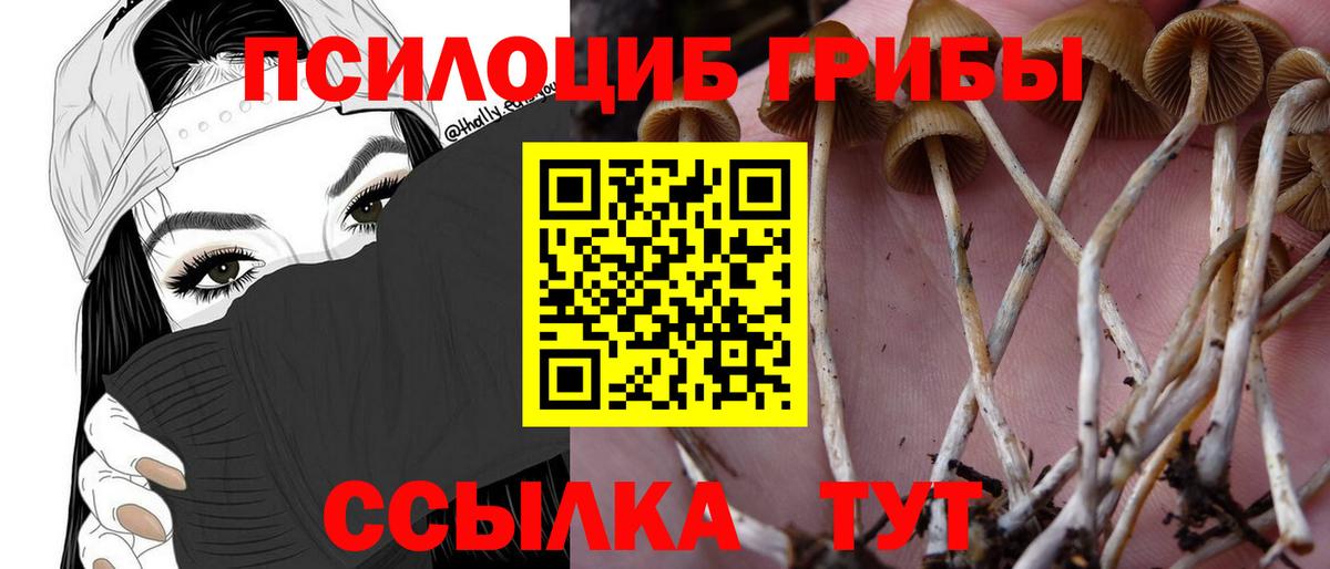 Мурино  Галлюциногенные грибы MAGIC MUSHROOMS  Вход с VPN 